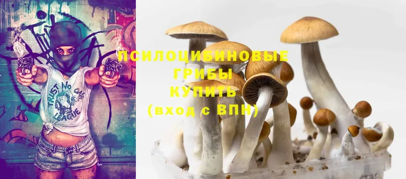 Галлюциногенные грибы Psilocybe  сколько стоит  Дмитриев 